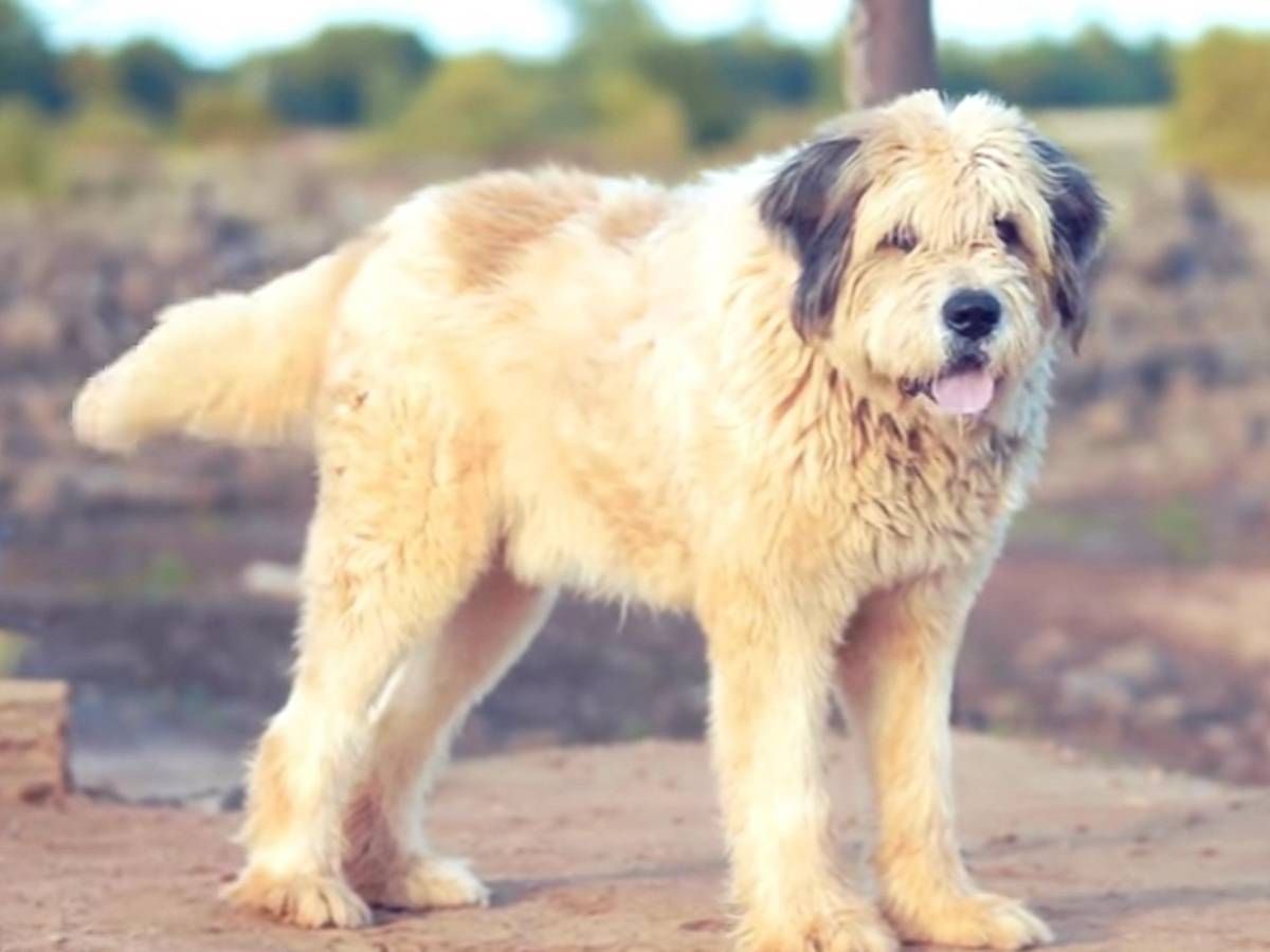 добыча песка охрана карьера  Великий Новгород