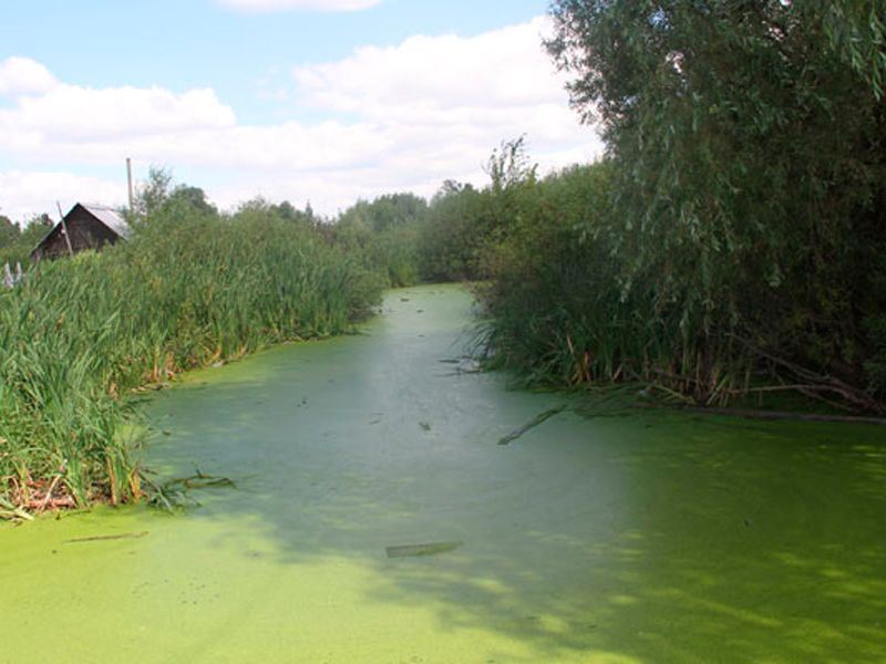 Стало тесно на участке